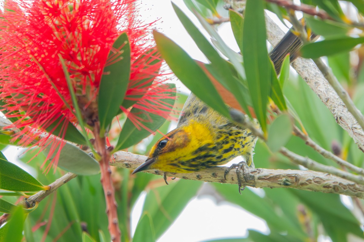 ホオアカアメリカムシクイ - ML645507983