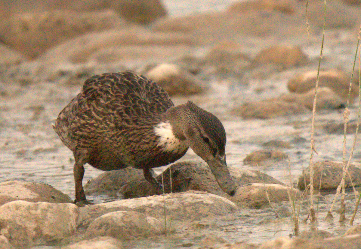 Mallard - ML645507984