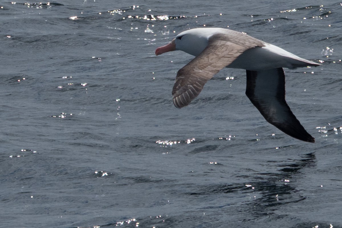 Schwarzbrauenalbatros - ML645507993