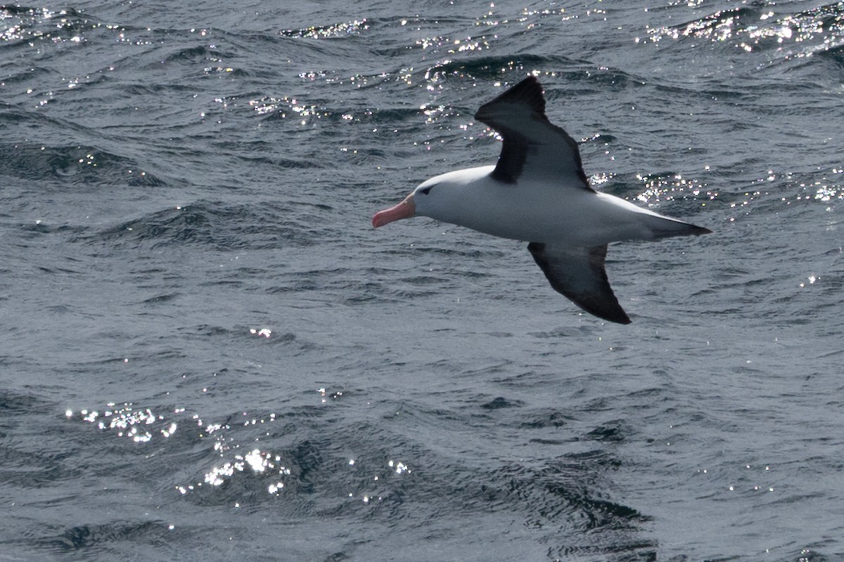 Schwarzbrauenalbatros - ML645507994