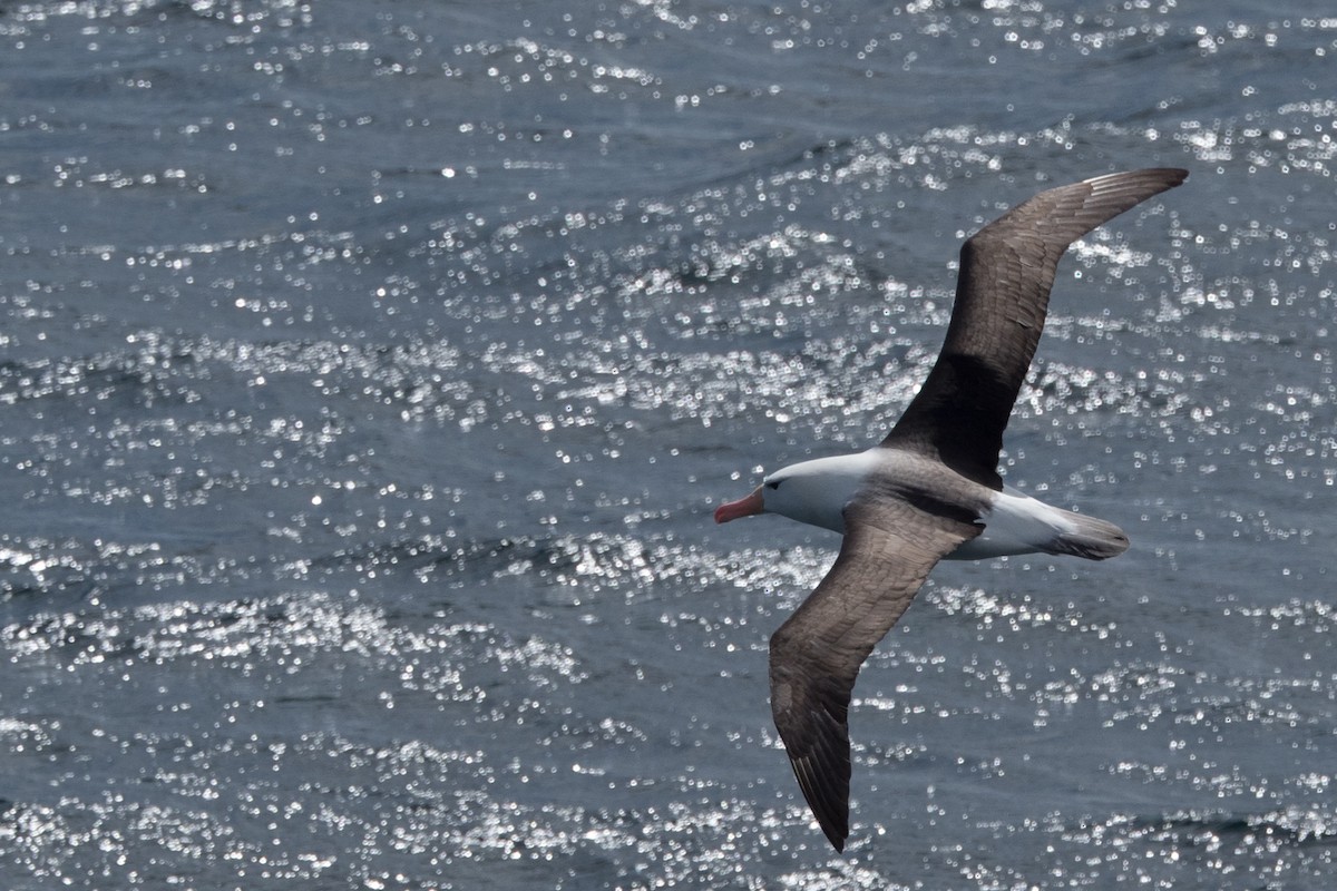 Schwarzbrauenalbatros - ML645507995