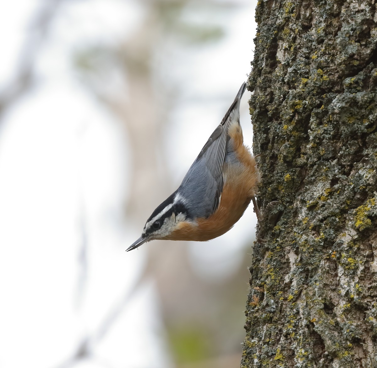 brhlík americký - ML645508005