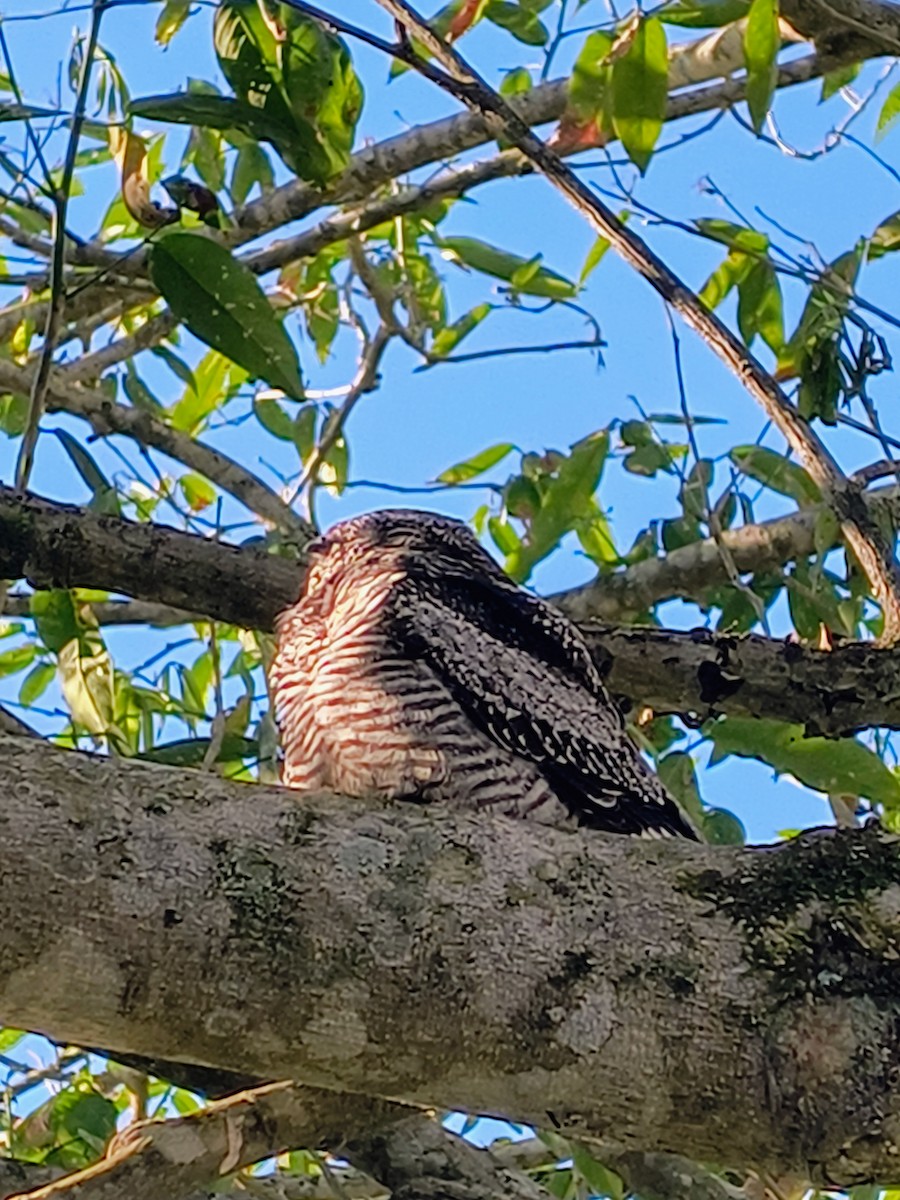 Common Nighthawk - ML645508009