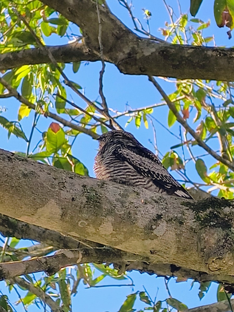 Common Nighthawk - ML645508010