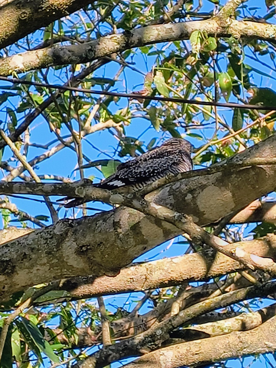 Common Nighthawk - ML645508011