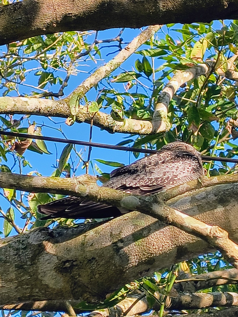 Common Nighthawk - ML645508012