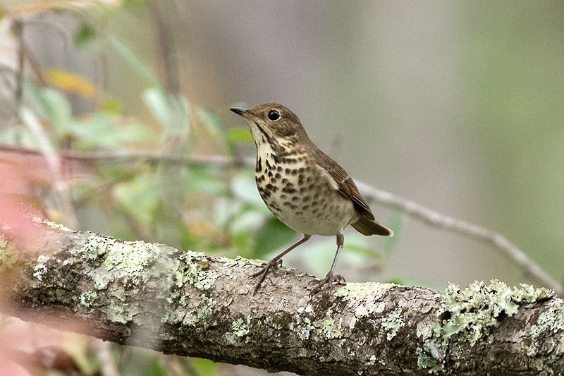 Hermit Thrush - ML645508014