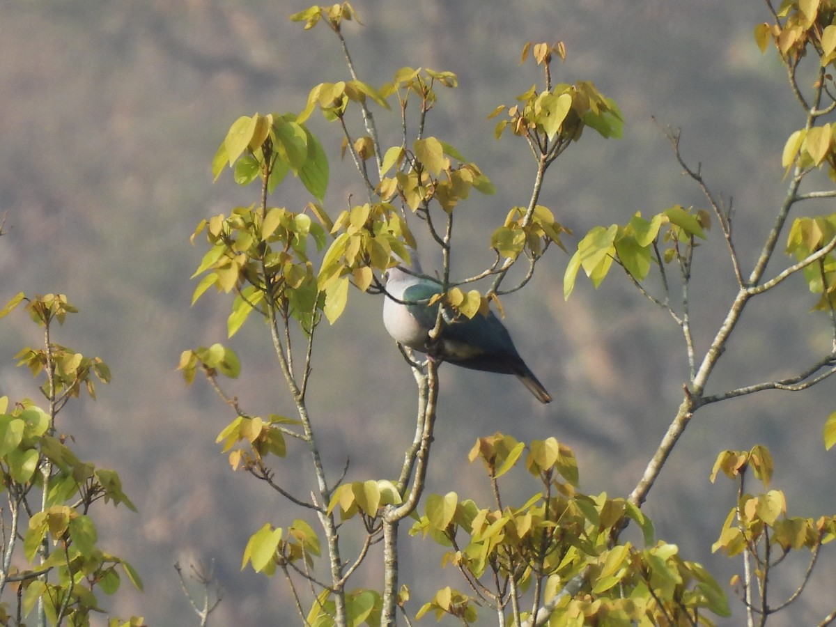 bronsekeiserdue - ML645508020