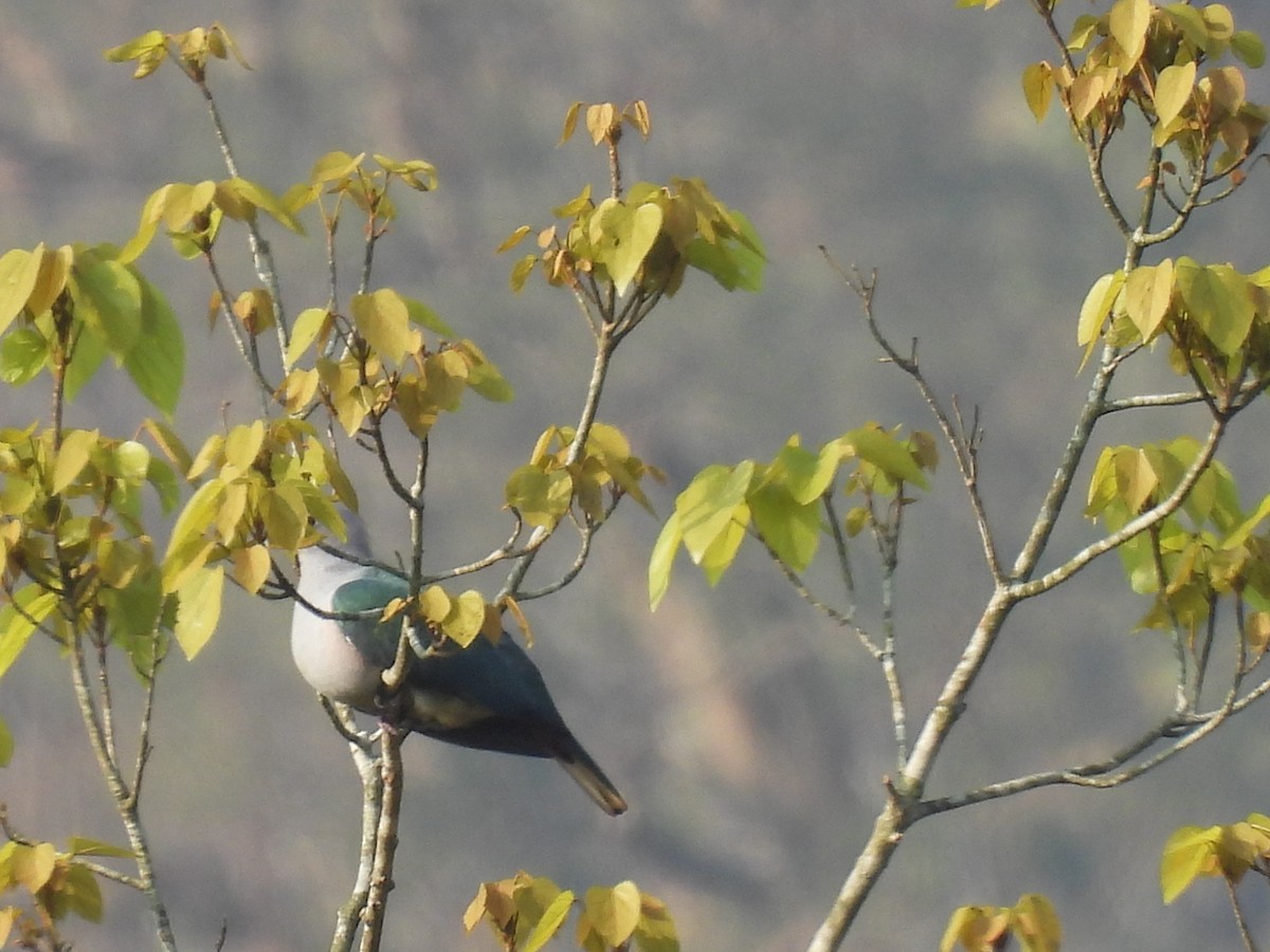 bronsekeiserdue - ML645508021