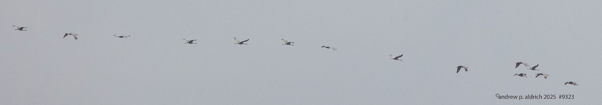 沙丘鶴 - ML645508024