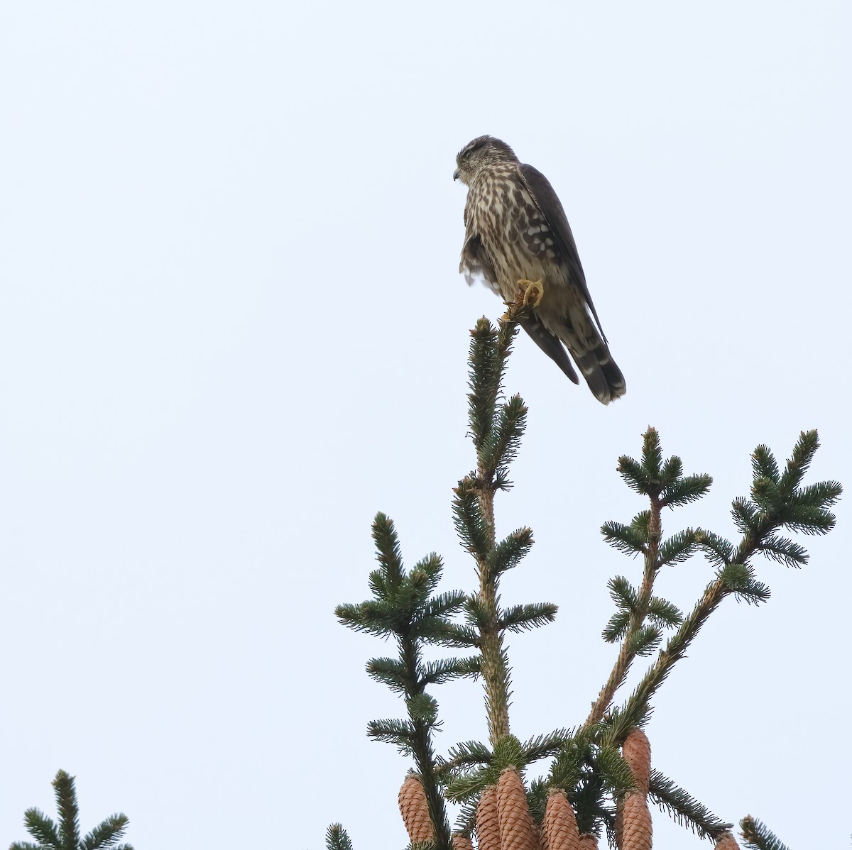 dřemlík tundrový - ML645508031