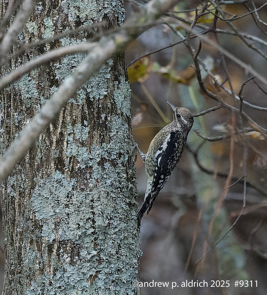 Yellow-bellied Sapsucker - ML645508043