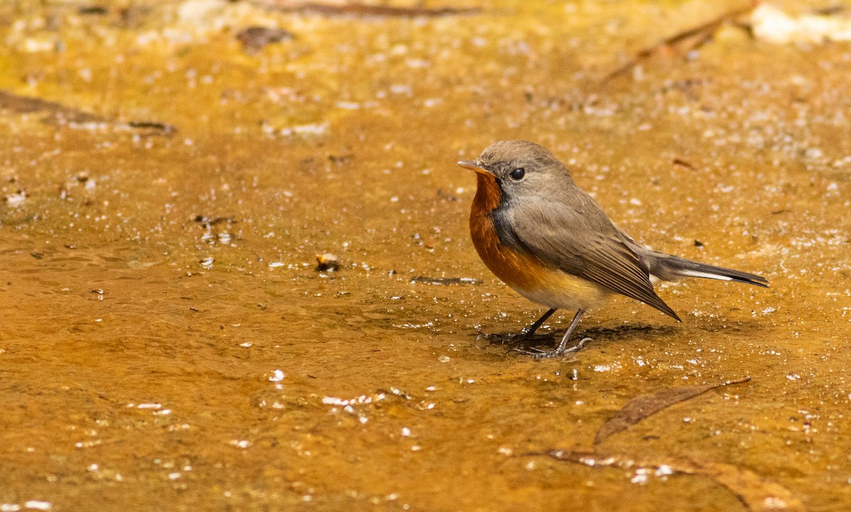 Kashmir Flycatcher - ML645508048