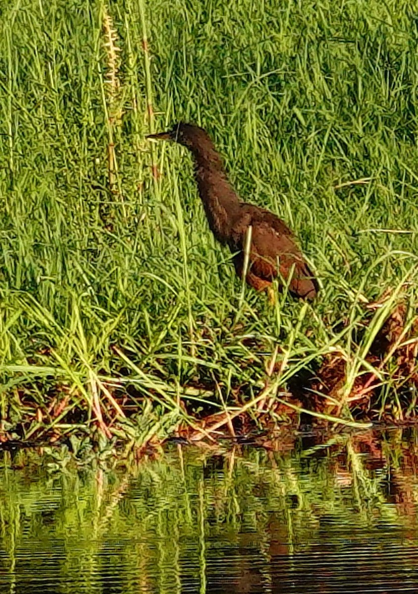 Рыжебрюхая цапля - ML645508058