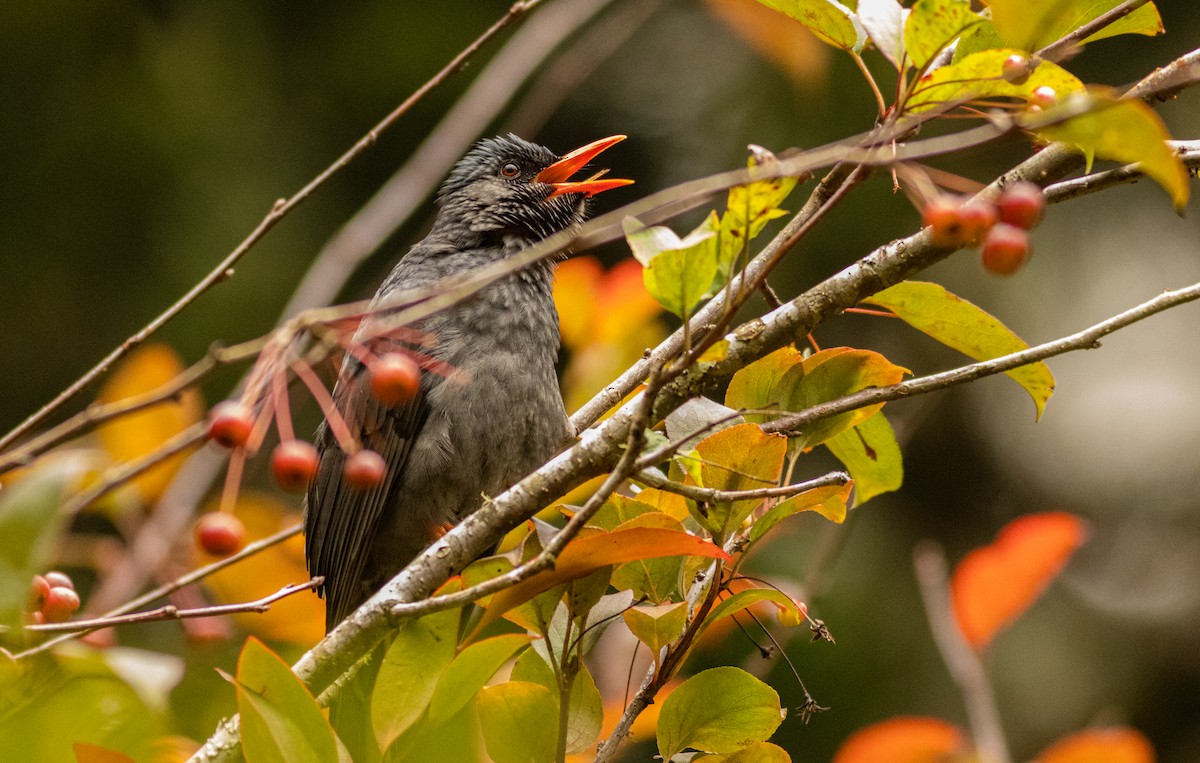 Square-tailed Bulbul - ML645508075