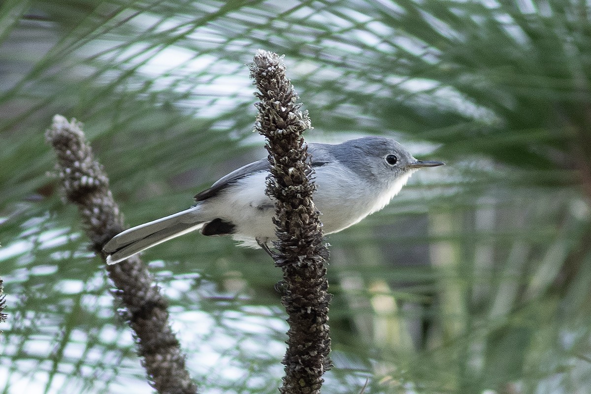 Blue-gray Gnatcatcher - ML645508077