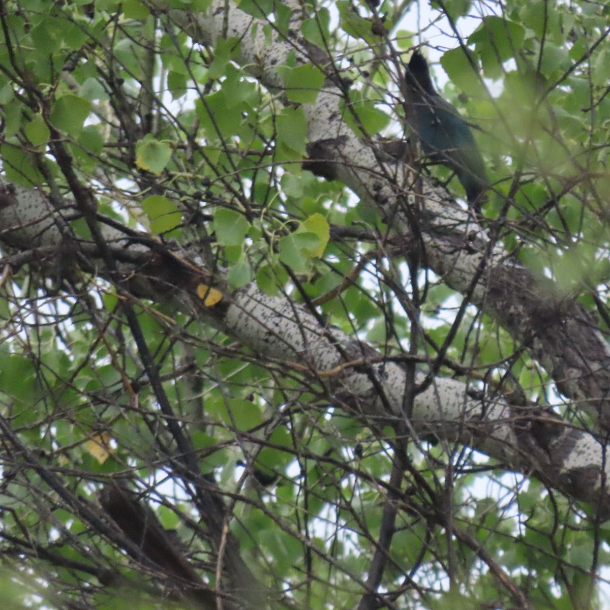 Chara de Steller - ML645508093