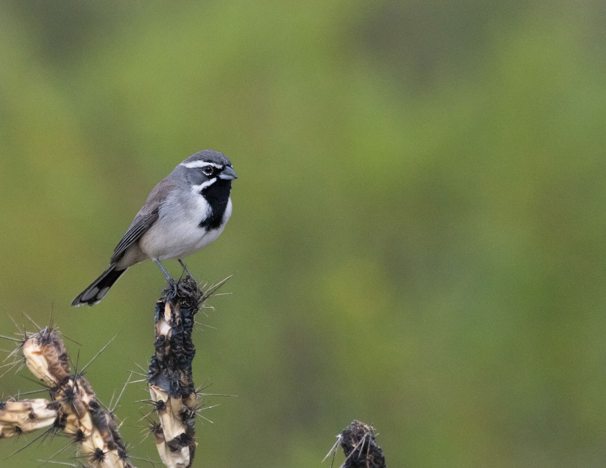 Black-throated Sparrow - ML645508105