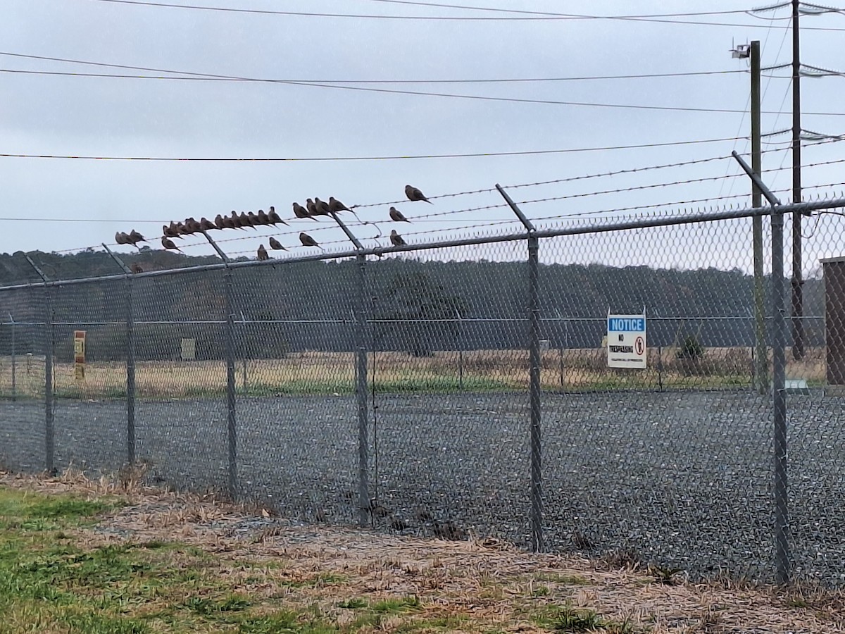 Mourning Dove - ML645508106