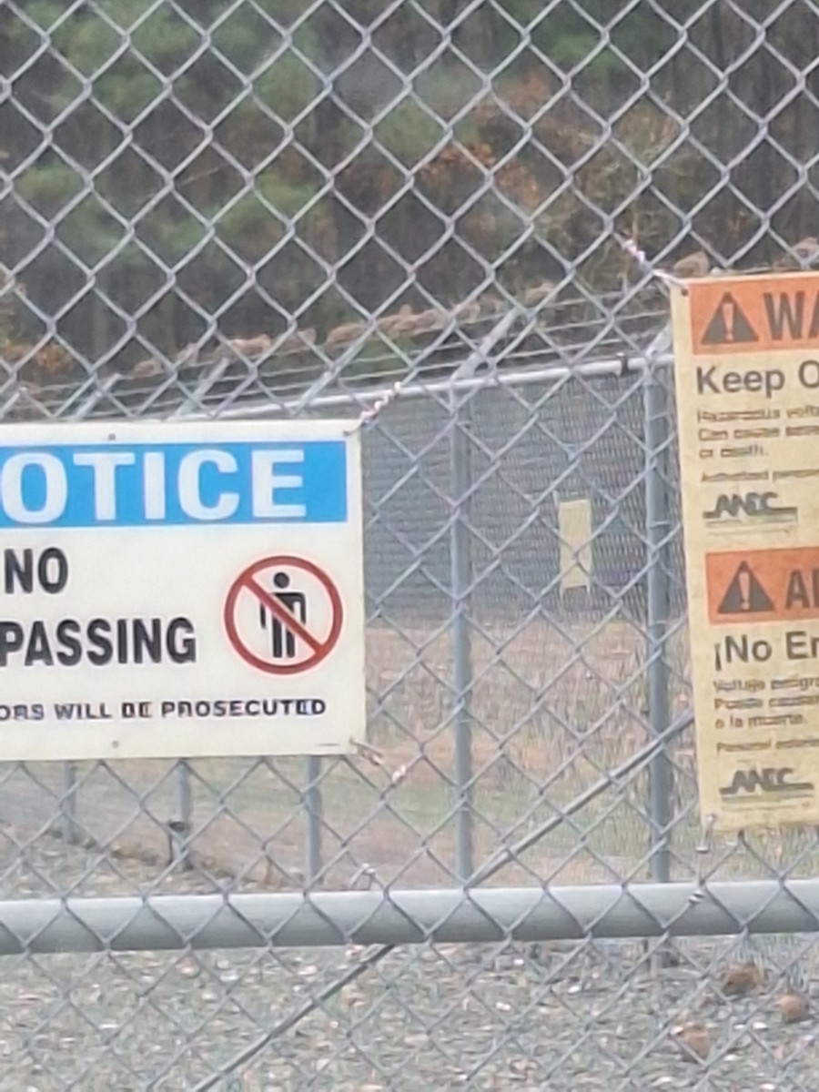 Mourning Dove - ML645508107