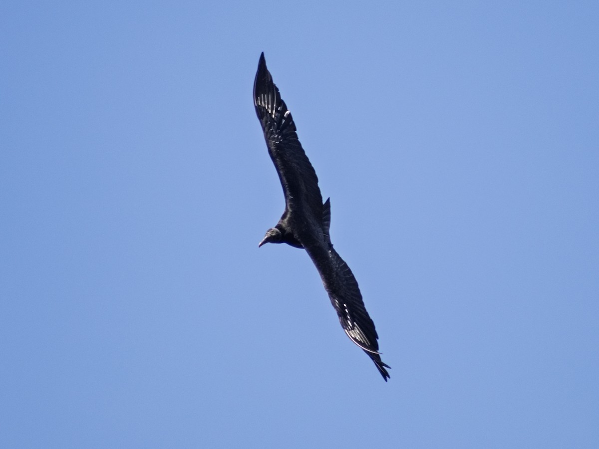 Black Vulture - ML645508113