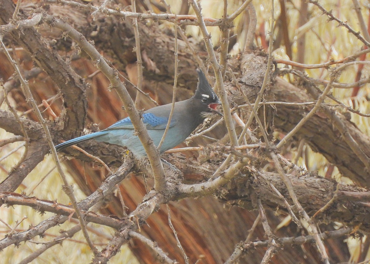 Chara de Steller - ML645508116