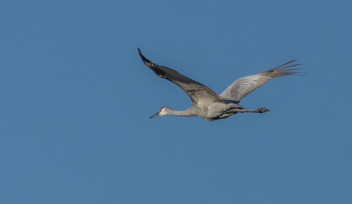 Sandhill Crane - ML645508121