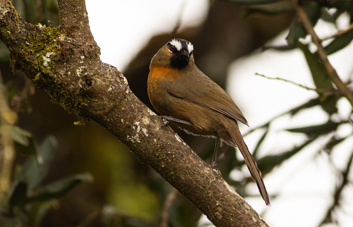 Nilgiri Laughingthrush - ML645508123
