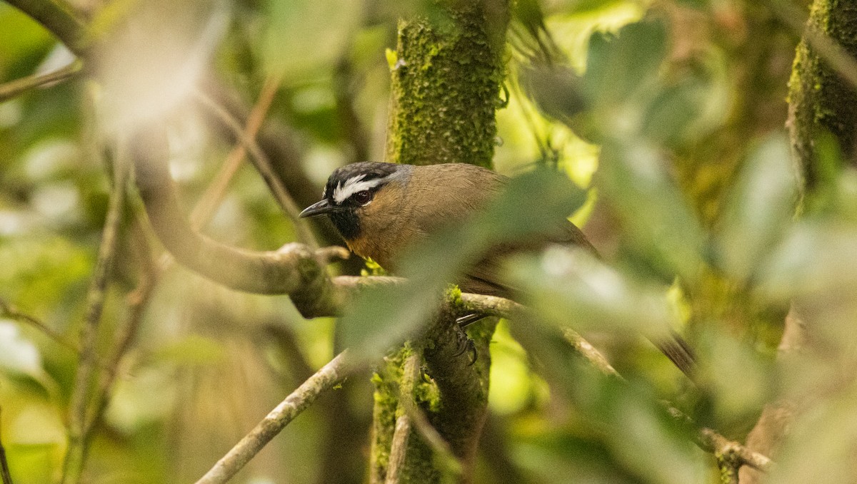 Nilgiri Laughingthrush - ML645508124