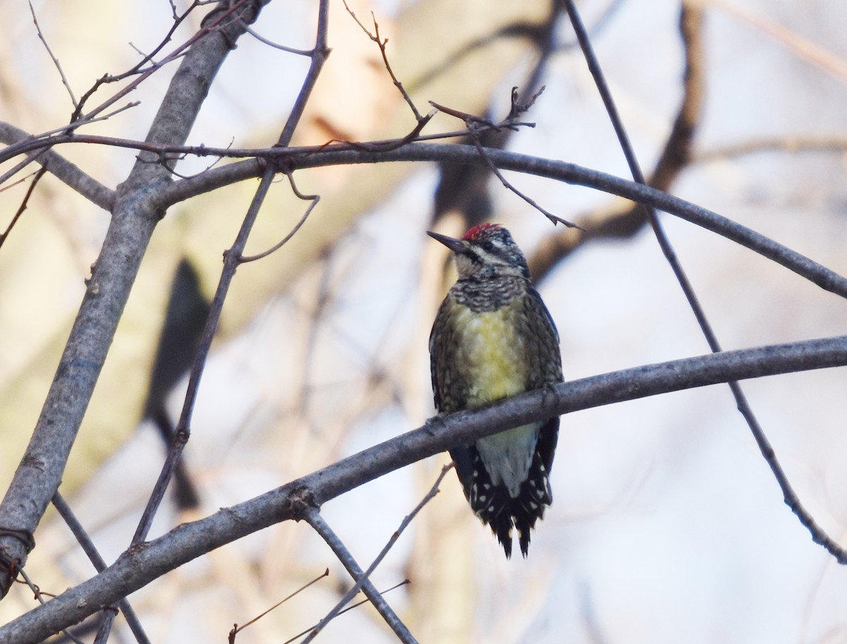 Yellow-bellied Sapsucker - ML645508125