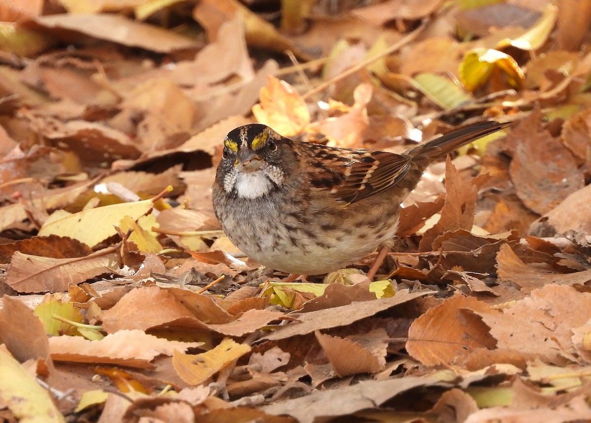 White-throated Sparrow - ML645508126