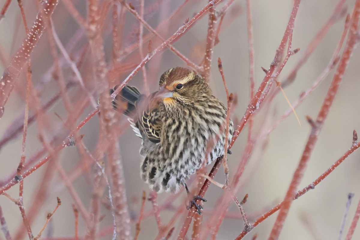 Red-winged Blackbird - ML645508127