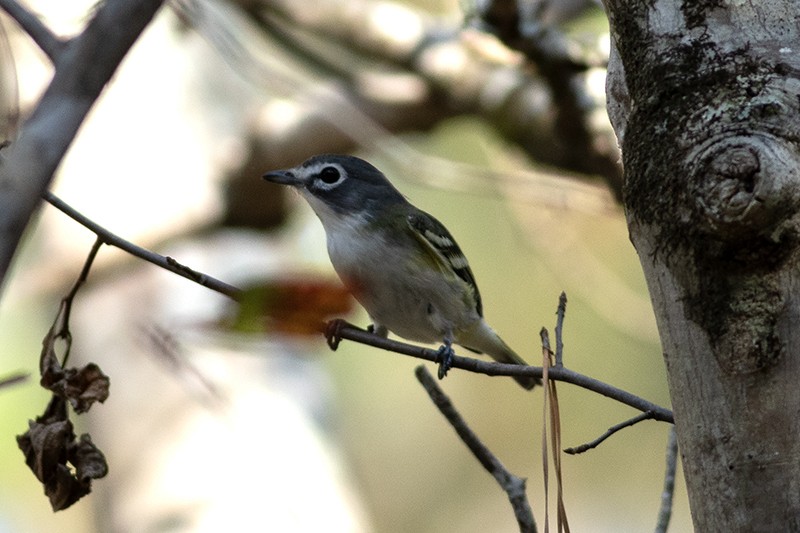 Blue-headed Vireo - ML645508128