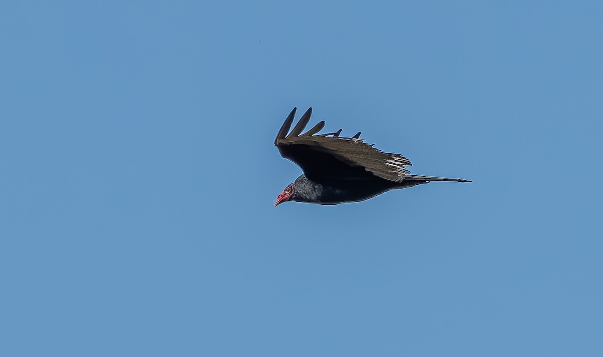 Turkey Vulture - ML645508129