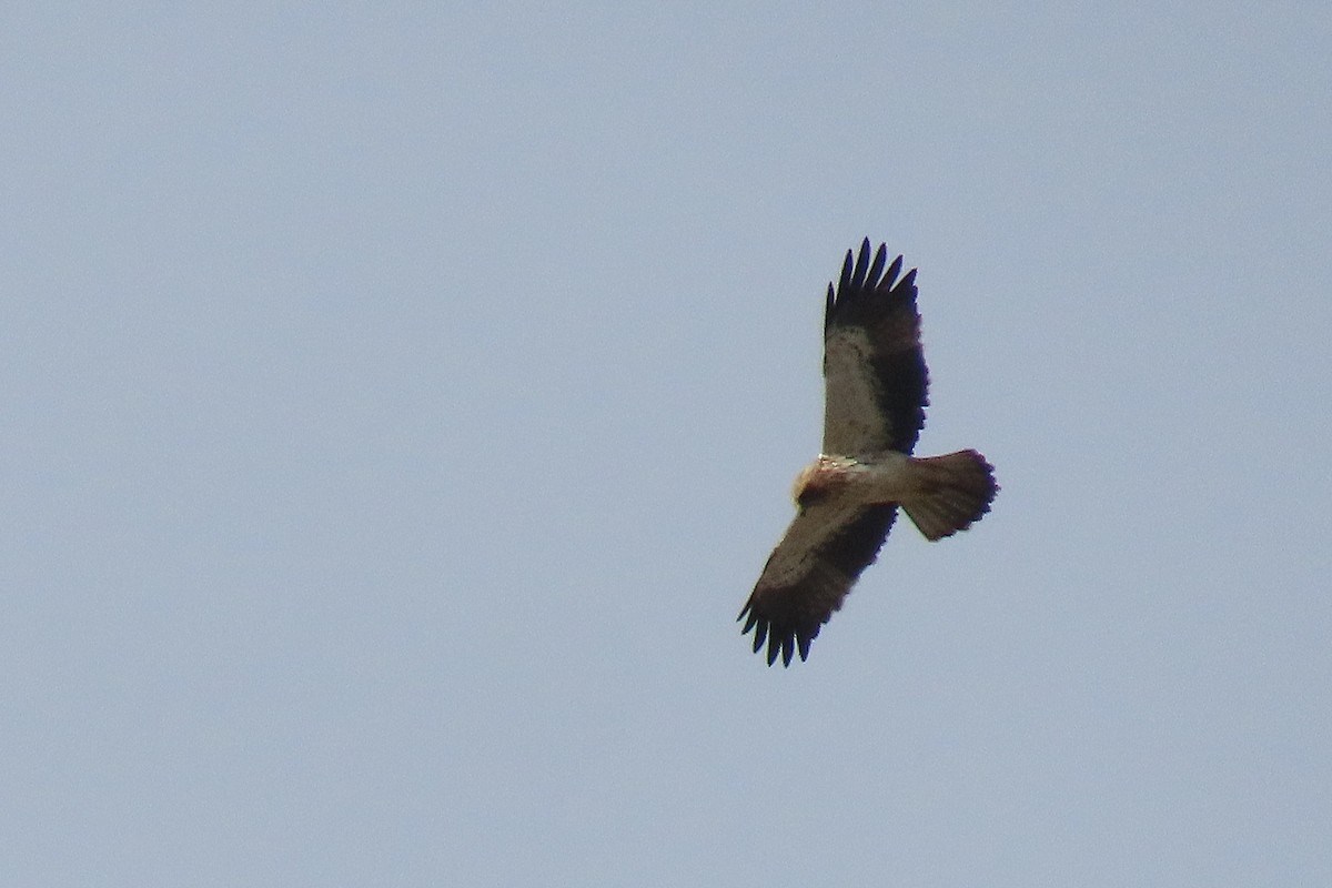 Booted Eagle - ML645508130