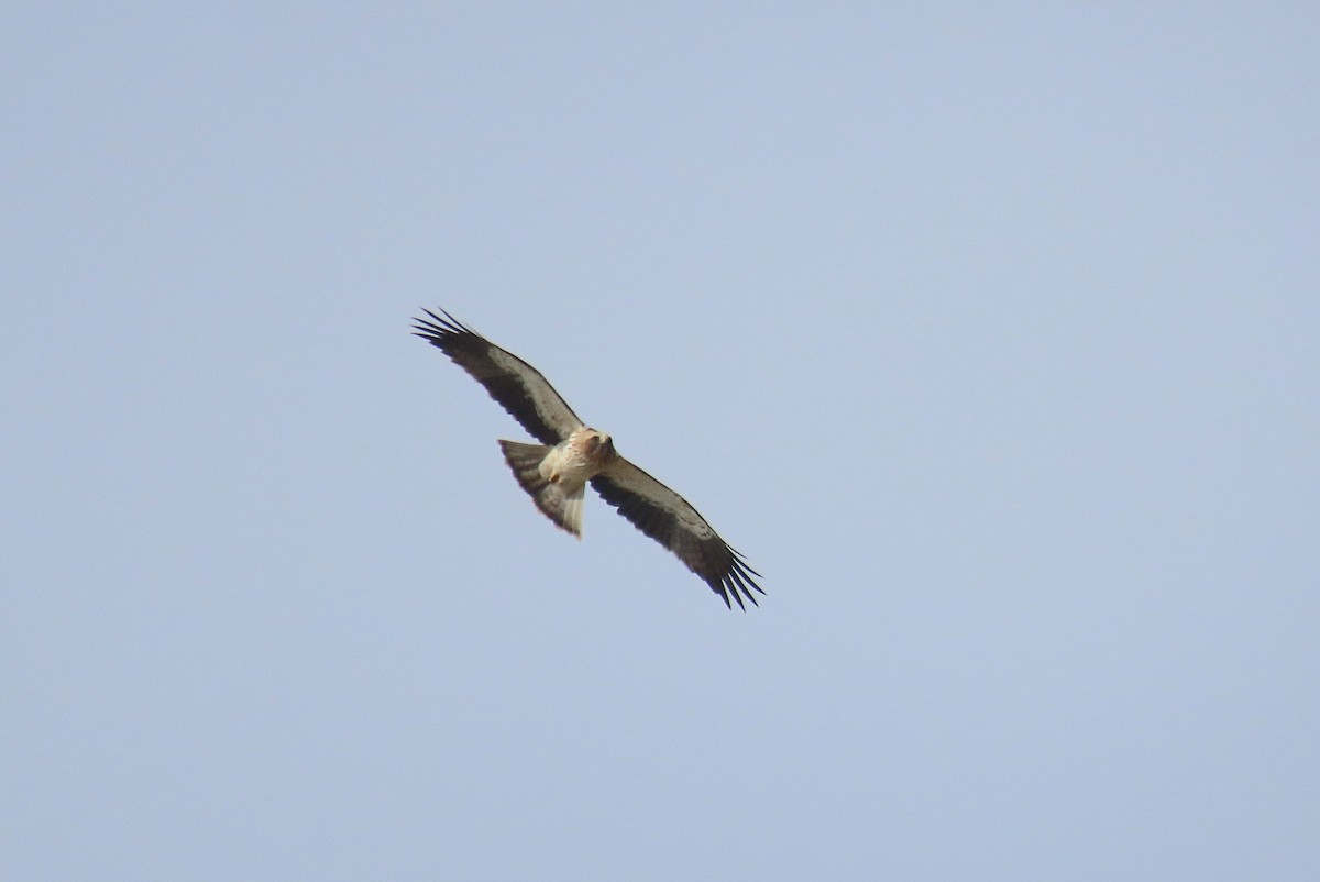 Booted Eagle - ML645508131