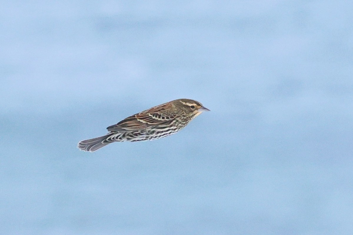 Red-winged Blackbird - ML645508133