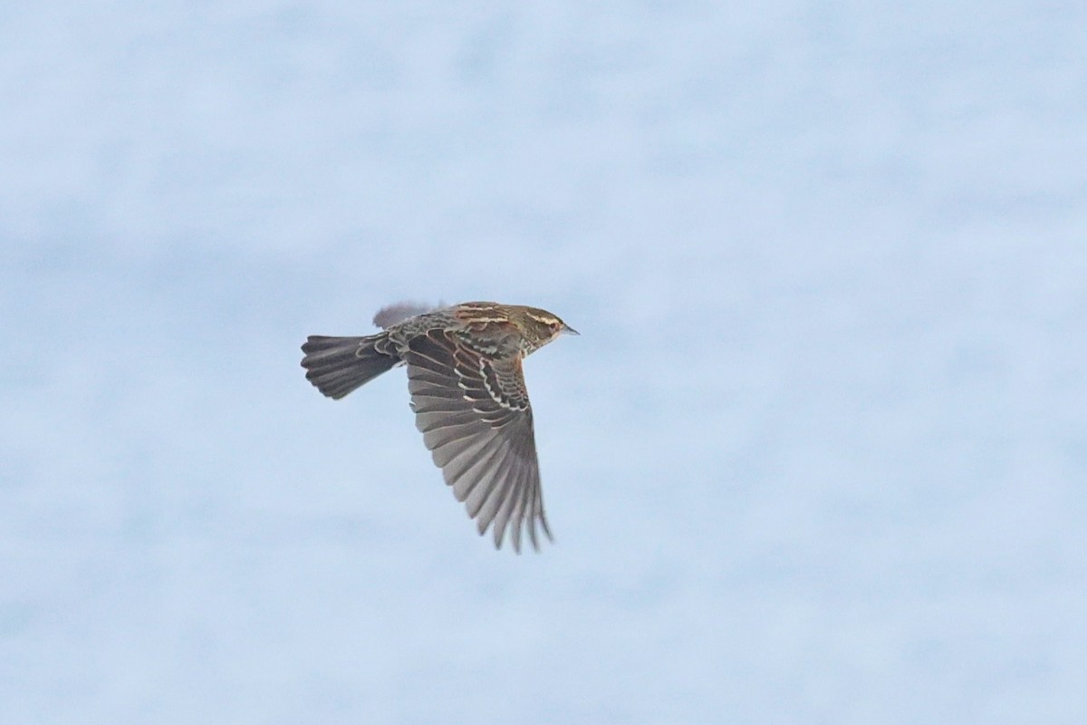 Red-winged Blackbird - ML645508135