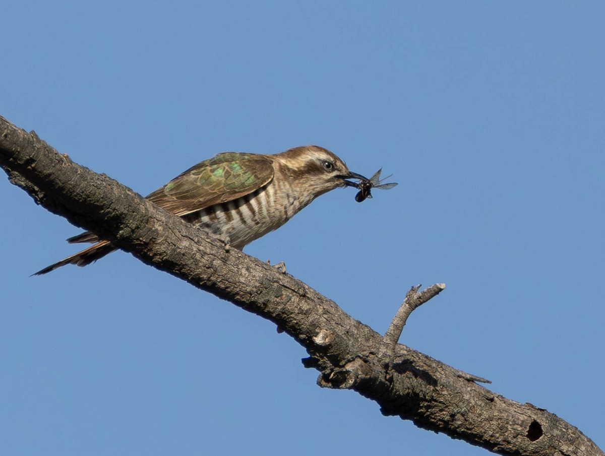Horsfield's Bronze-Cuckoo - ML645508136
