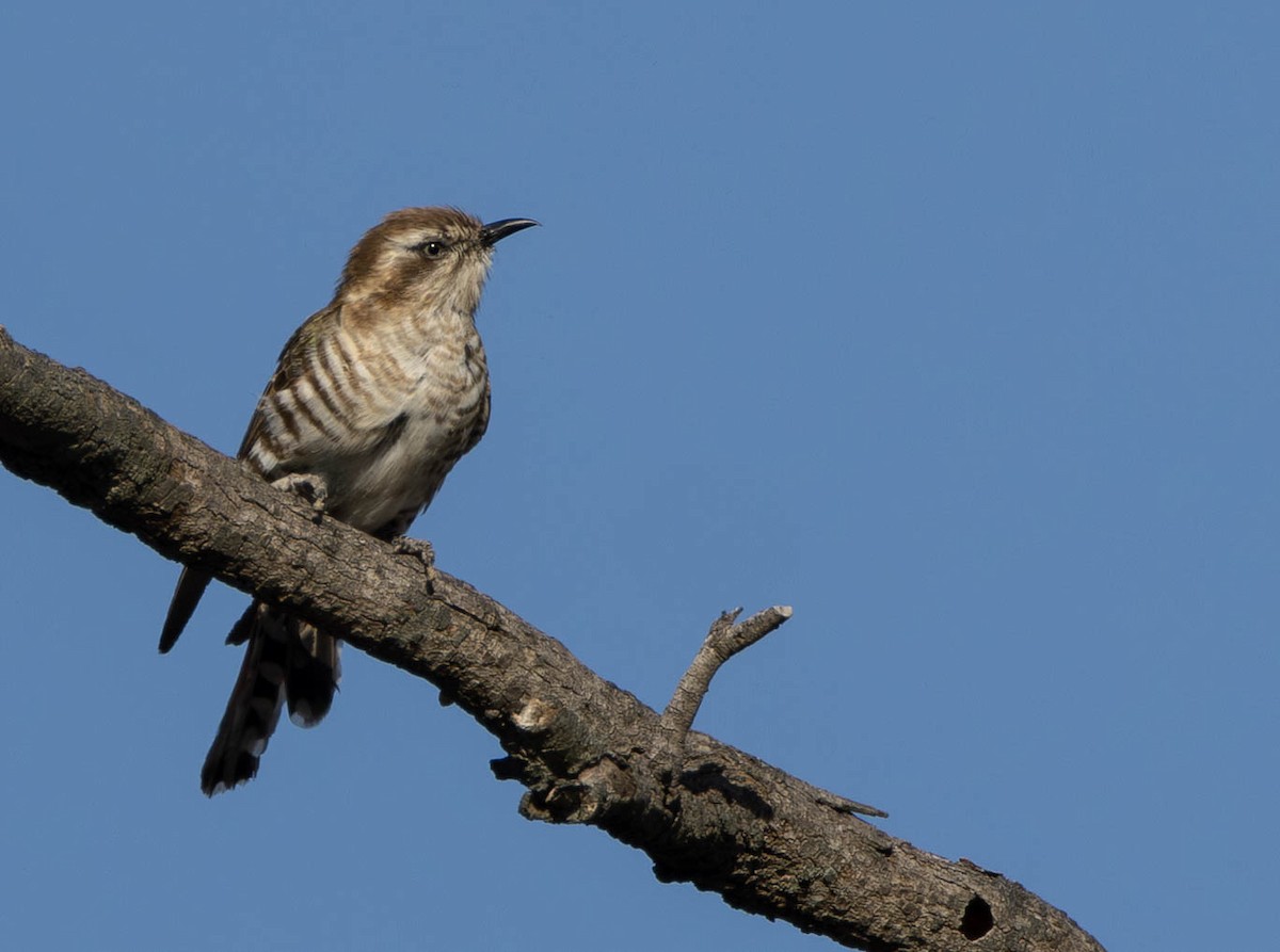 Horsfield's Bronze-Cuckoo - ML645508137