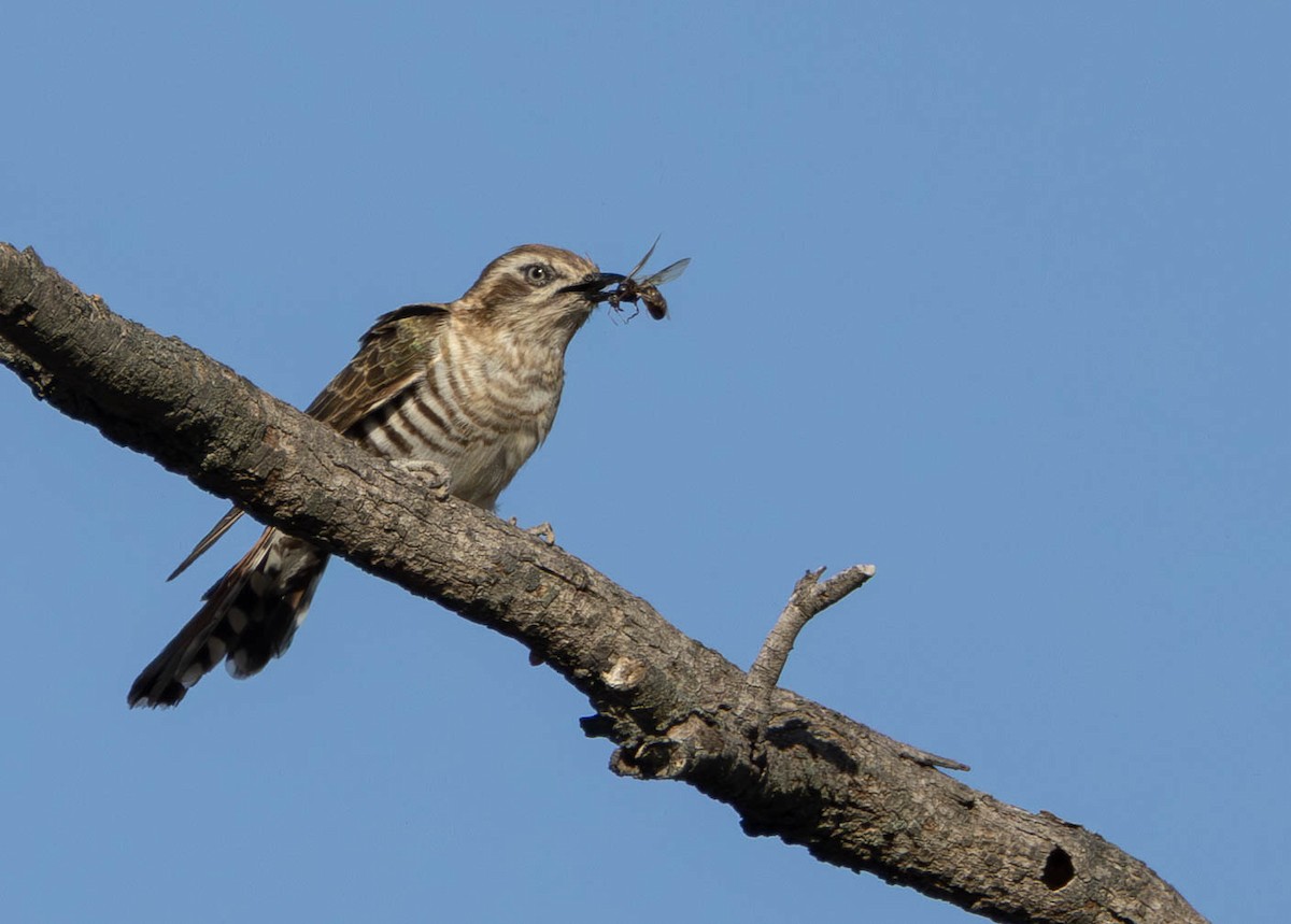 Horsfield's Bronze-Cuckoo - ML645508138