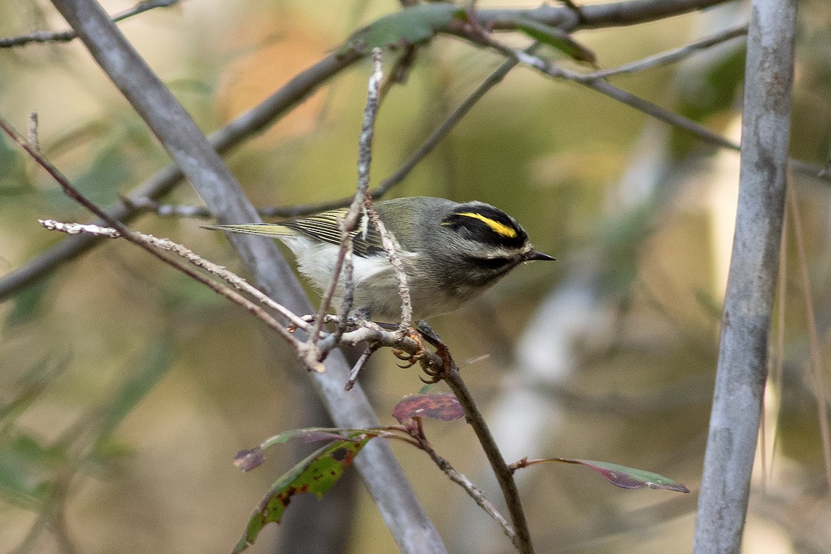 Golden-crowned Kinglet - ML645508139