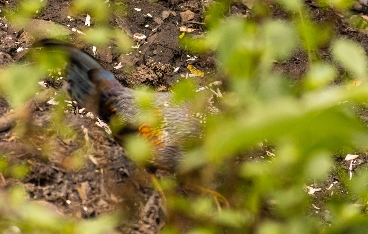 Gray Junglefowl - ML645508140