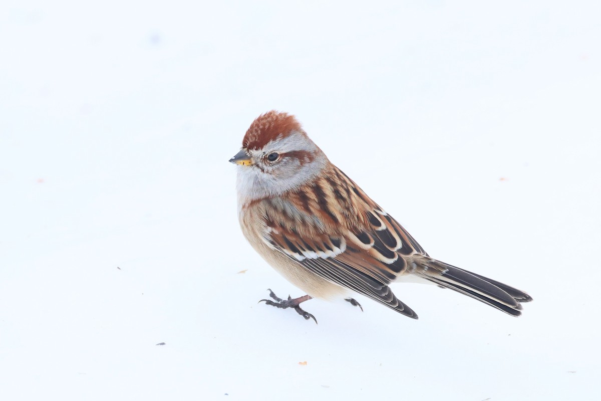 American Tree Sparrow - ML645508141