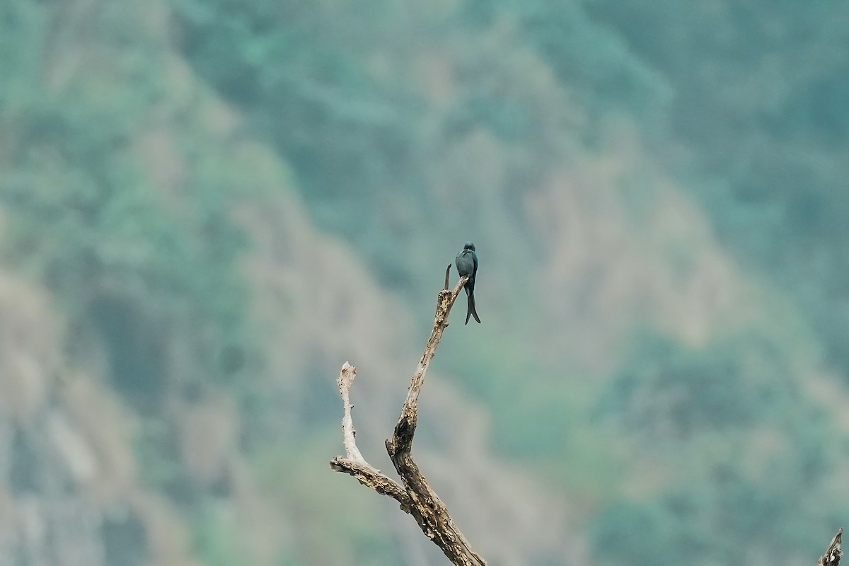 Ashy Drongo - ML645508143