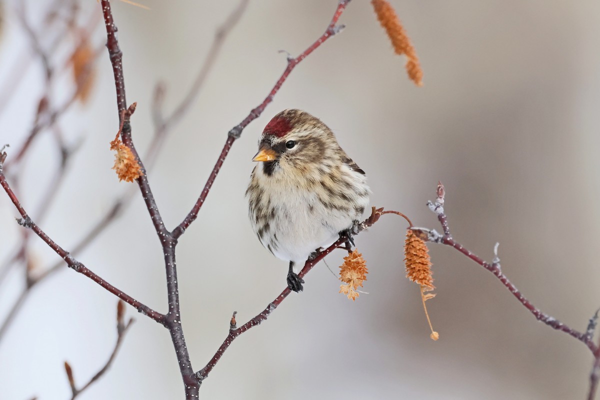 Redpoll - ML645508144