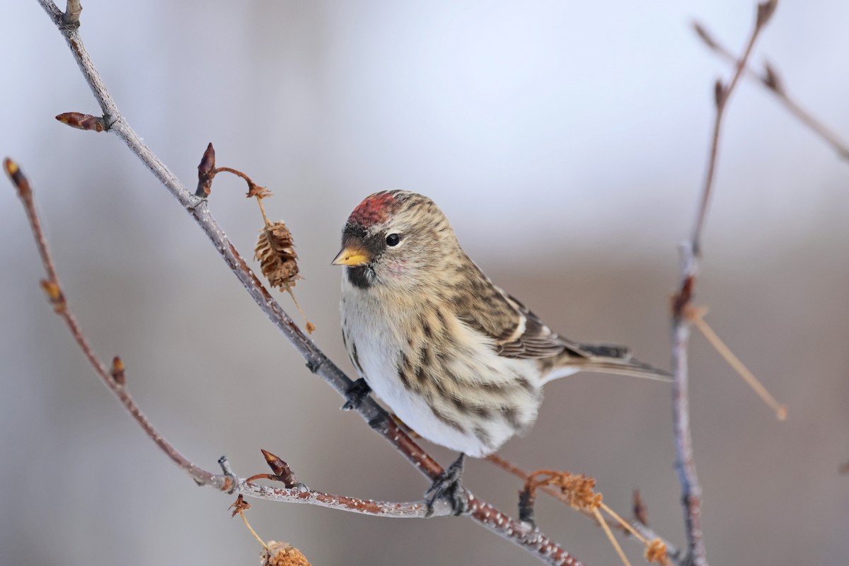 Redpoll - ML645508145