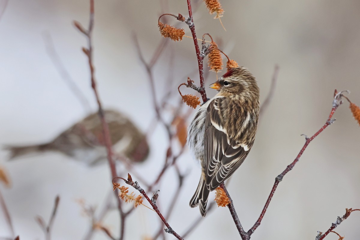 Redpoll - ML645508146