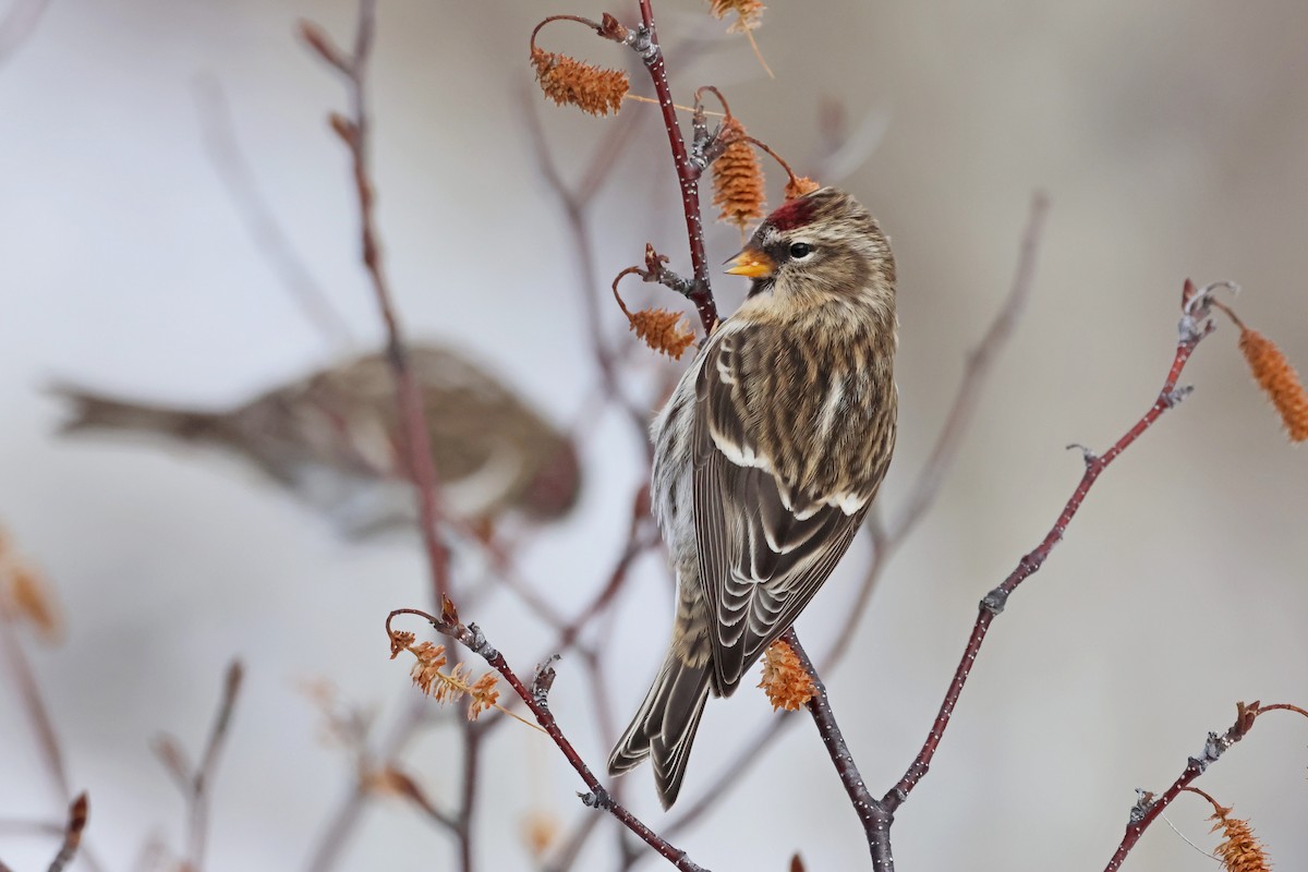 Redpoll - ML645508147