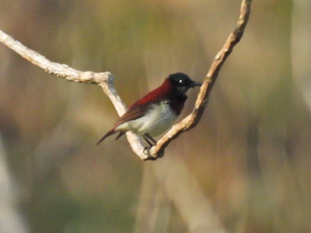 Crimson-backed Sunbird - ML645508148